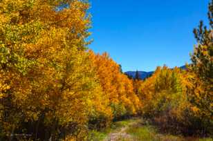 Trail in the Aspen forest-1667 Trail in the Aspen forest-1667